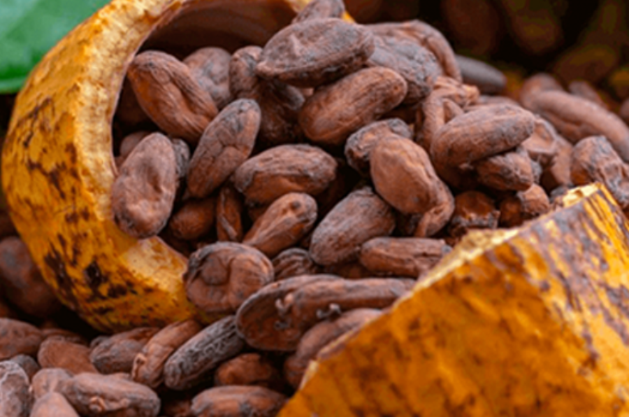 cacao-1024x538