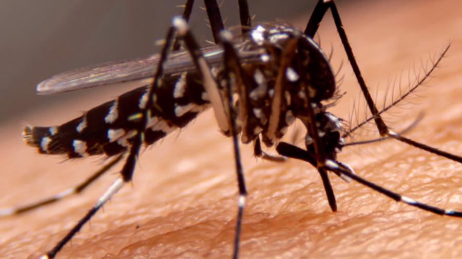 dengue