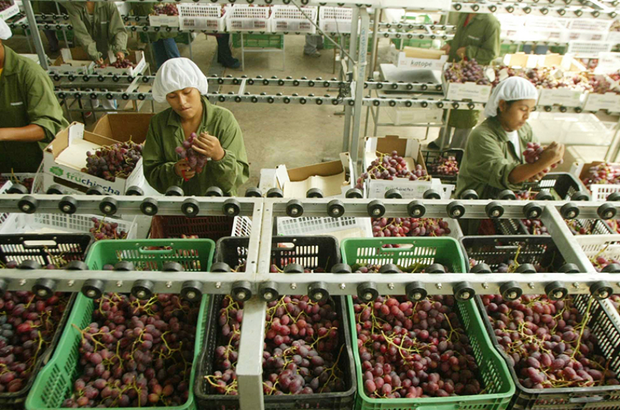EXPORTACION DE UVAS